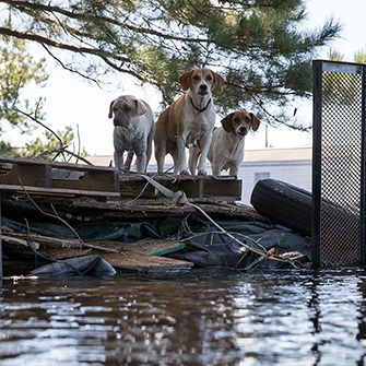 dogs stranded in a flood