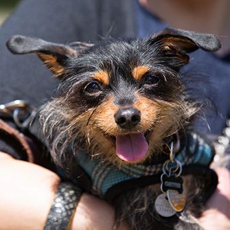 The ASPCA Brings Adoptable Pets Directly to the California Legislature for Paws for Celebration!