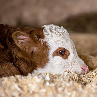 The ASPCA Calls on Government to Protect Downer Calves