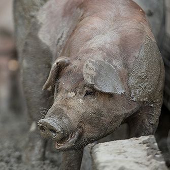 a pig covered in mud