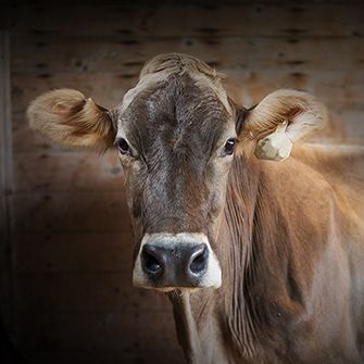 a brown cow