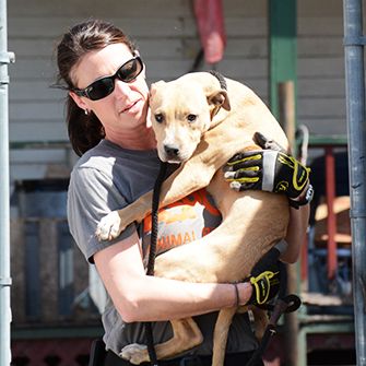 BREAKING: ASPCA Assists in Rescue of 64 Dogs from Suspected Fighting Operation