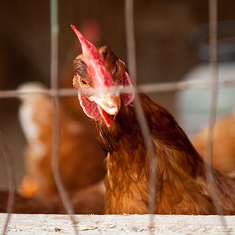 ASPCA Urges Organic Advisory Committee to Champion Chicken & Turkey Reforms