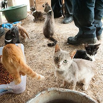 cats at a failed sanctuary