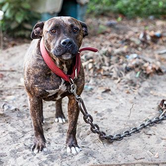 BREAKING: ASPCA Rescues Seven Dogs from Florida Fighting Ring