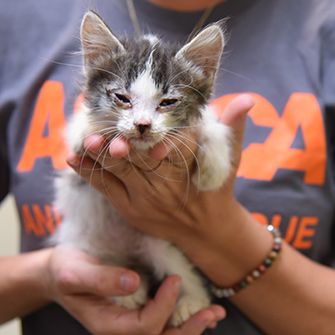 a responder with a kitten