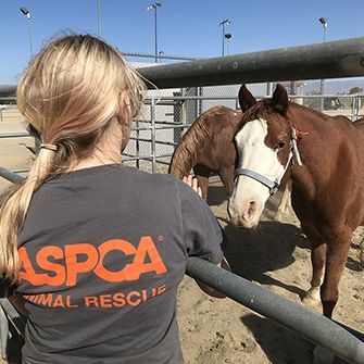 an aspca responder with a horse