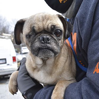 a rescued pug