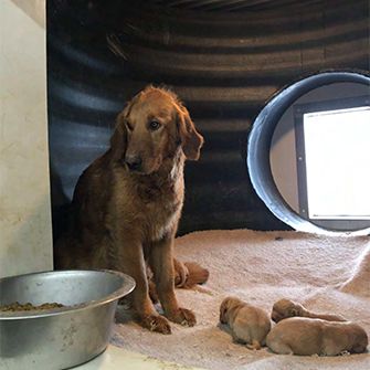 a dog with her puppies