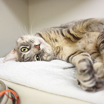 Better Than Black Friday: Don’t Miss Cat Friday at the ASPCA Adoption Center!