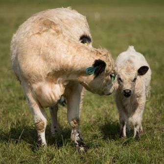 a cow and her calf