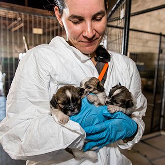 100 Dogs Rescued from Florida Puppy Mill Now Looking for Homes