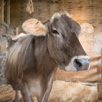 a cow in a barn