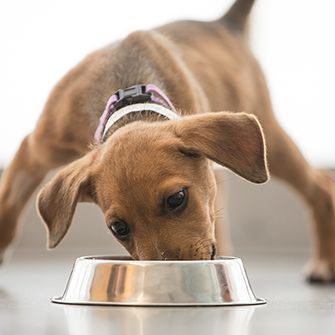 a puppy eating from a bowl