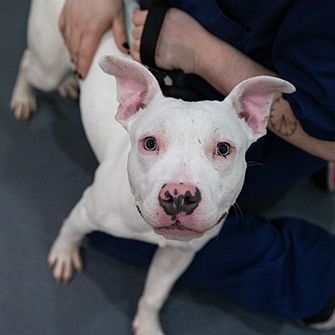 white pitbull