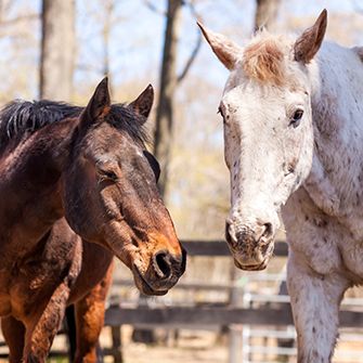 Did You Know American Horses Are Slaughtered Every Single Day? Join Our Twitter Chat to Learn More!