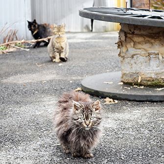 Edie Falco Urges New York Lawmakers to Protect Community Cats