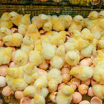 chicks in a factory farm