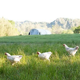 chickens in a field