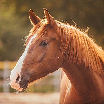 Exciting News for At-Risk Horses: The ASPCA Granted More than $1 Million to Equine Groups in 2015