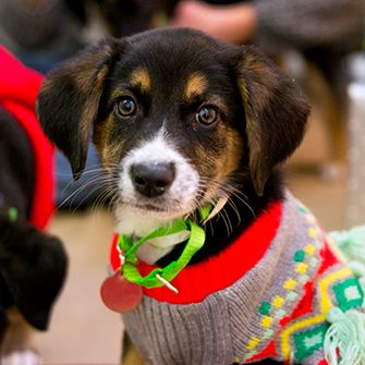 a puppy in a grey and red sweater