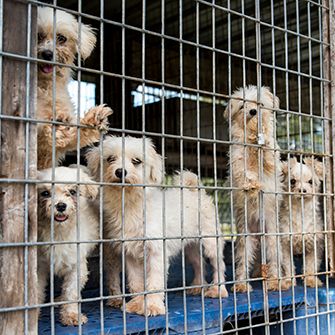 Group of five dogs in a cage.