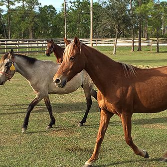 rescued horses