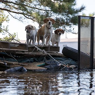 stranded dogs