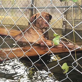 a dog in a flooded kennel