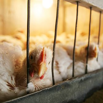 For Chickens, Welfare Improvements Must Accompany Antibiotics Reduction