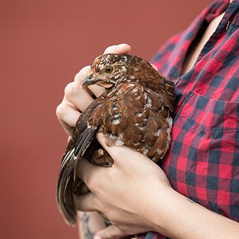 a brown chicken being held by a person in flannel