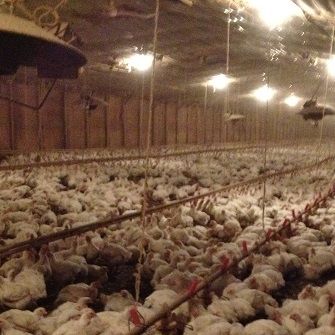 Factory farm chickens
