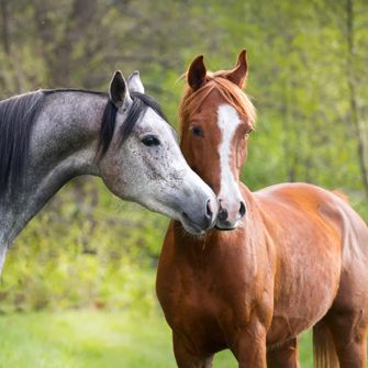 two horses in a pasture