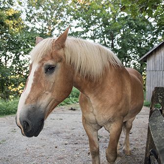 a horse outside by a barn