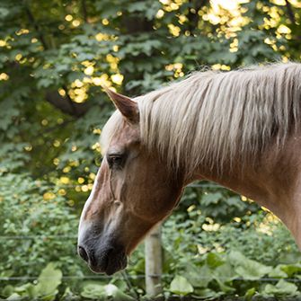 a sad horse