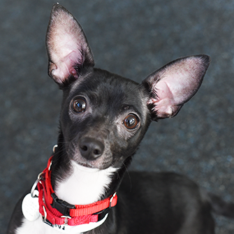 After Struggling on New York’s Busy Streets, Charming Paula Finds a Loving Home