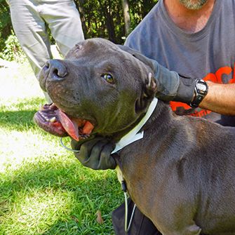 Bam on the day he was rescued 