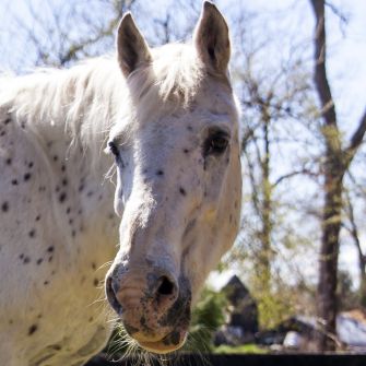 Help a Horse Day