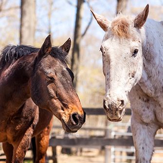 Annual Horse Slaughter Ban 1 Step Closer to Victory