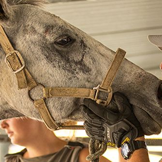 a grey horse