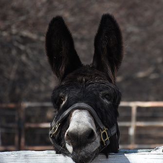 a donkey looking over a fence