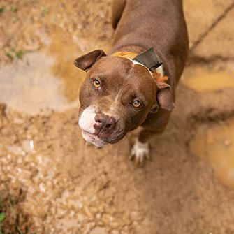 a brown and white pitbull in mud