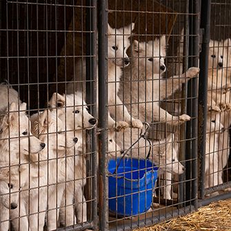 samoyed's in a cage