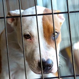 It’s Time for Federal Sentencing Guidelines to #GetTough on Dog Fighting