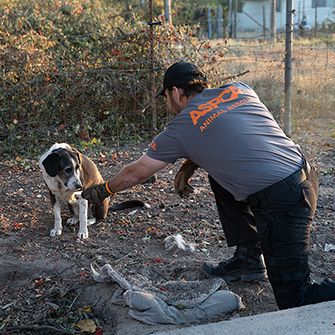 a responder with a dog