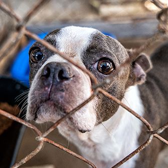 a boston terrier behind a rusty fence