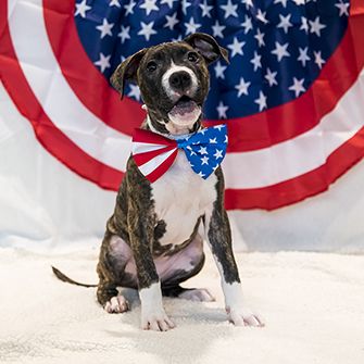 A dog with an american flag tie