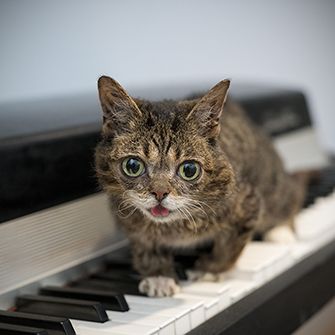 lil bub on a piano