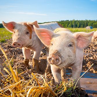 Finishing Strong to Protect Farm Animals in Massachusetts