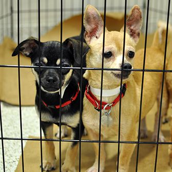 Maine Poised to Make History in Fight against Puppy Mills